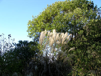 IMGP0015.jpg