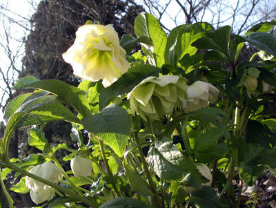 IMGP0099.jpg