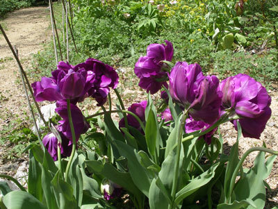 IMGP0300.jpg