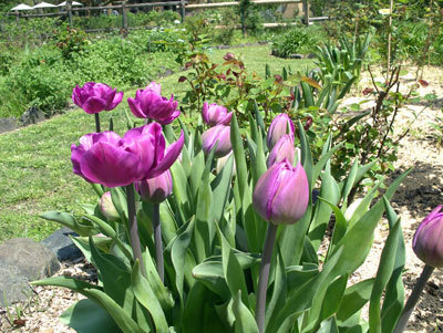 IMGP0309.jpg