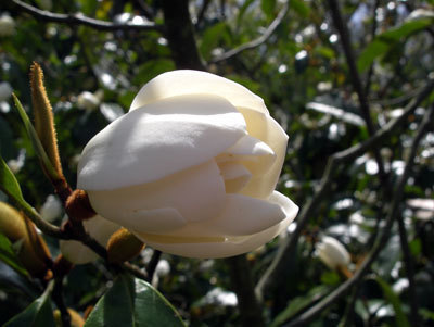 IMGP0314.jpg