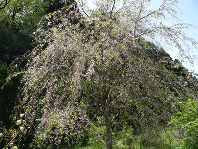 IMGP0316.jpg