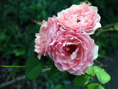 IMG_1892.gif