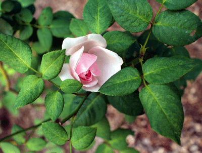 IMG_1911.gif