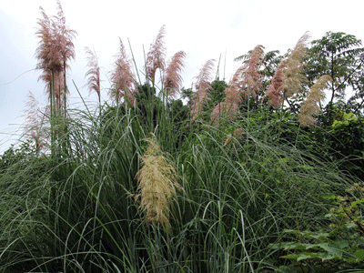 IMG_1962.gif