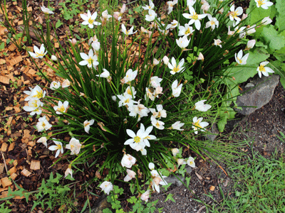 IMG_1968.gif