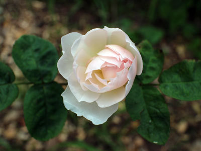 IMG_2060.jpg
