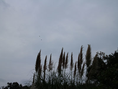 IMG_2073.jpg