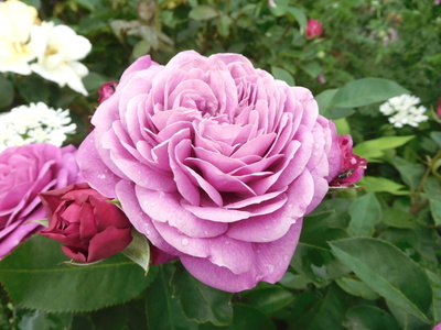 DSCN4269.JPG