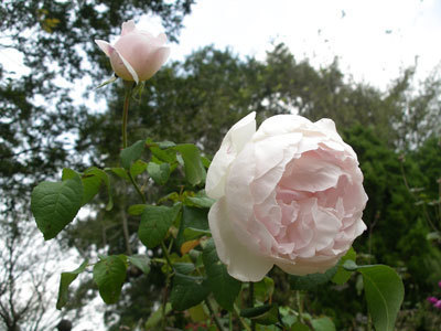 IMGP0029.jpg