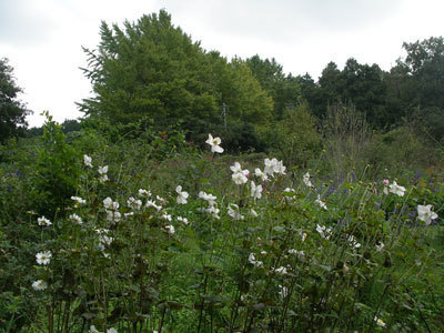 IMGP0030.jpg