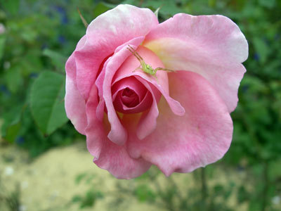 IMGP0032.jpg