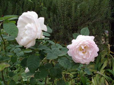 IMGP0033.jpg