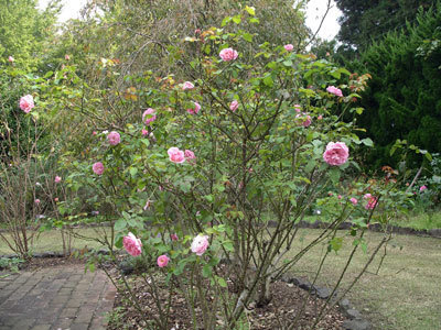 IMGP0041.jpg