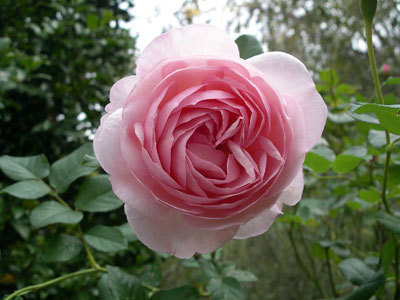 IMGP0043.jpg
