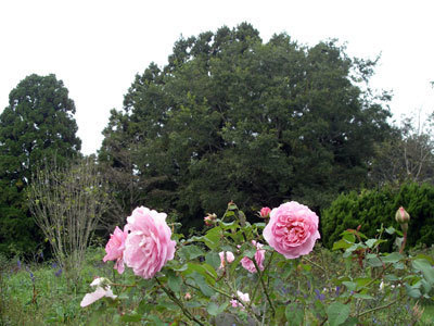 IMGP0050.jpg