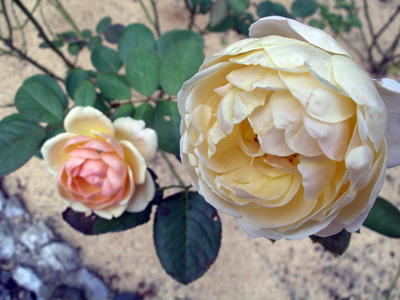 IMGP0105.jpg
