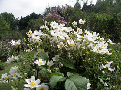 IMGP0108.jpg