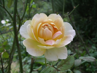 IMGP0116.JPG