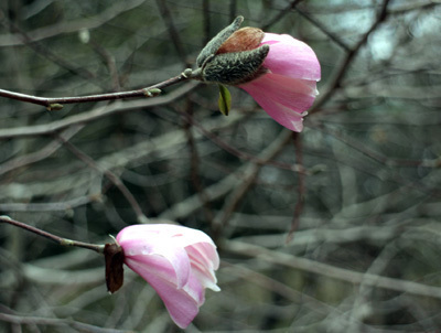IMG_1089.jpg